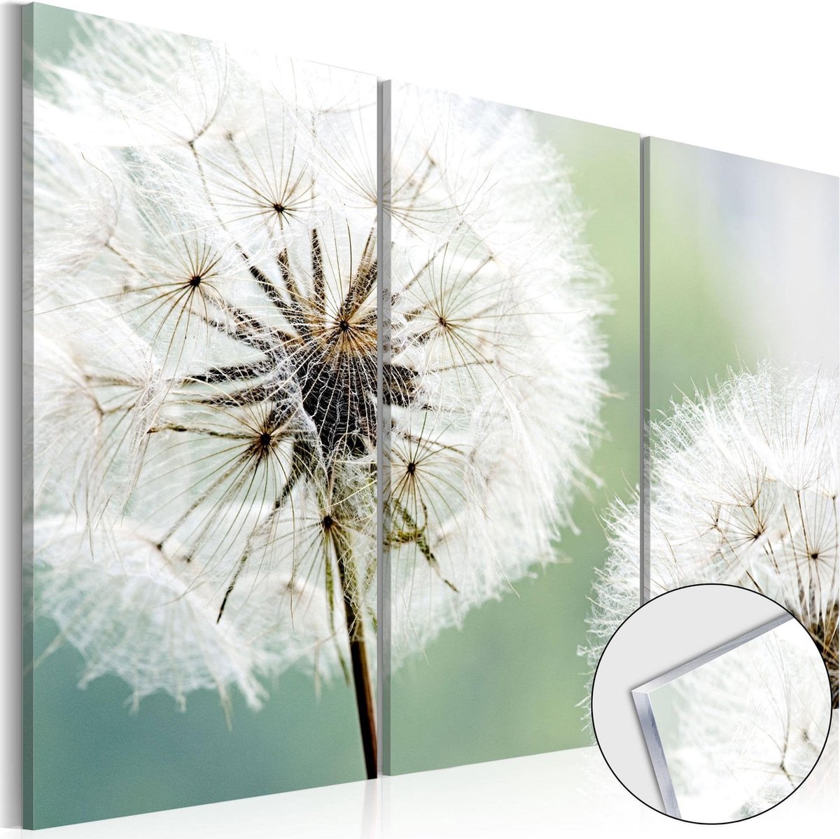 Afbeelding op acrylglas - Fluffy Dandelions [Glass]